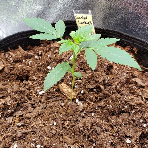 Eve growlog timeline photo