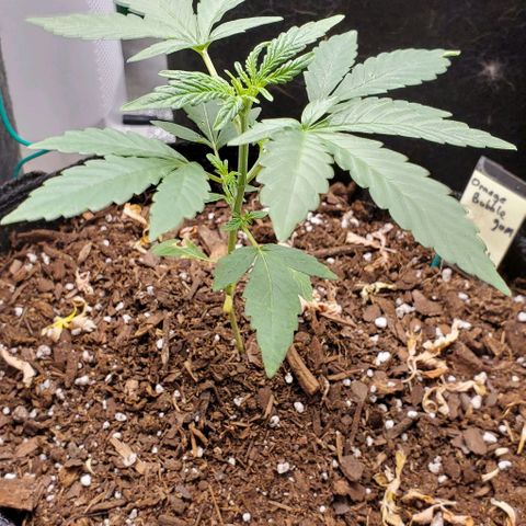 Bonnibel growlog timeline photo