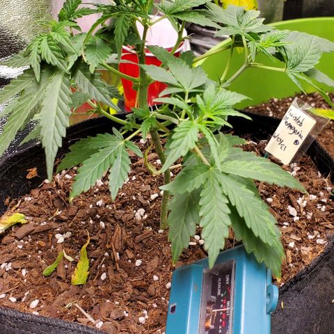 Corkscrew growlog timeline photo