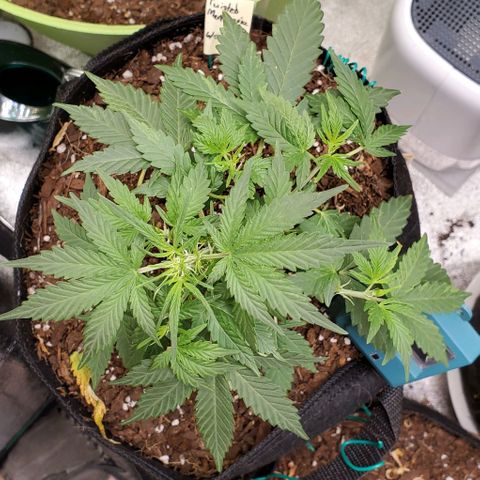 Corkscrew growlog timeline photo