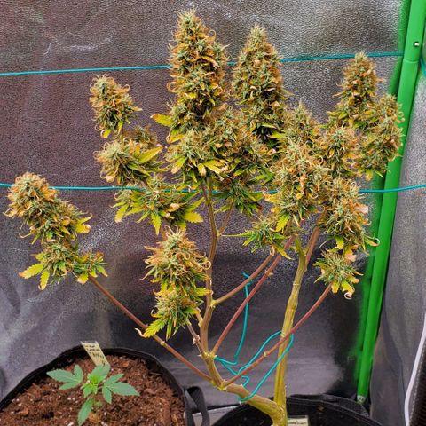 Bubbletwin Candy growlog timeline photo