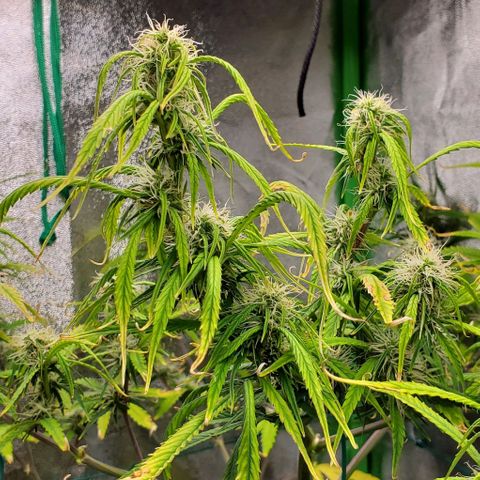 Starla growlog timeline photo