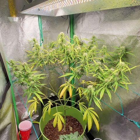 Starla growlog timeline photo