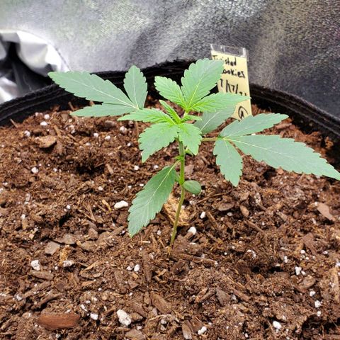 Eve growlog timeline photo