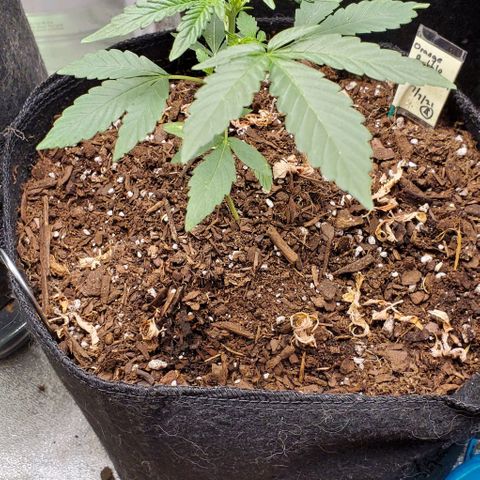 Bonnibel growlog timeline photo