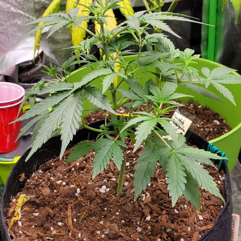 Corkscrew growlog timeline photo