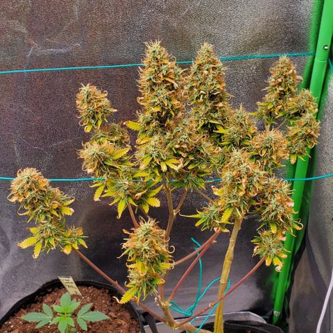 Bubbletwin Candy growlog timeline photo
