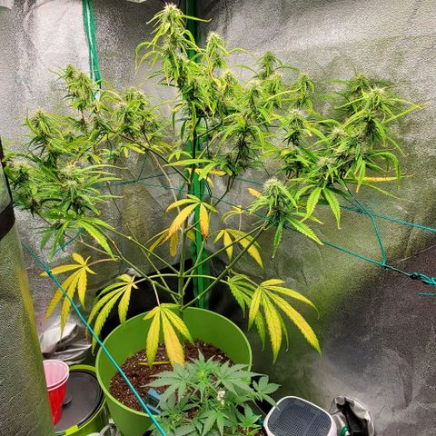 Starla growlog timeline photo