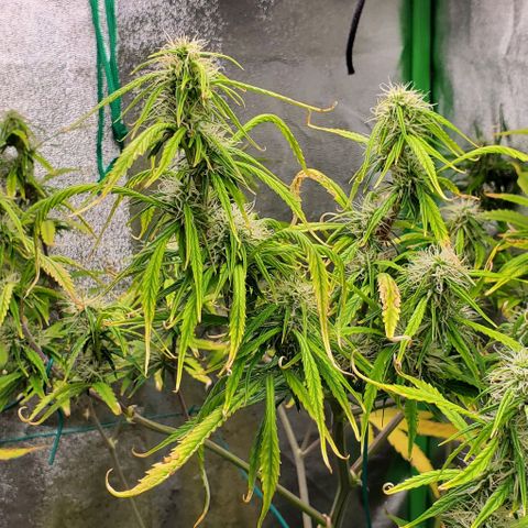Starla growlog timeline photo