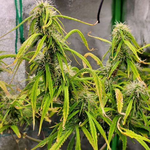Starla growlog timeline photo
