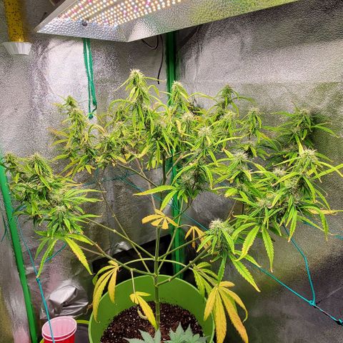 Starla growlog timeline photo