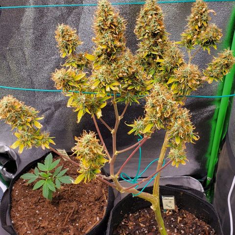 Bubbletwin Candy growlog photo: Smells ridiculously sweet
