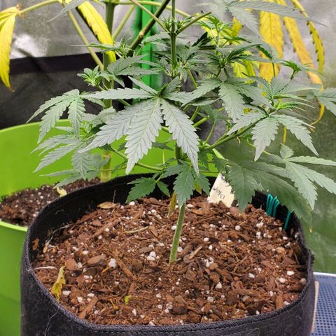 Corkscrew growlog timeline photo
