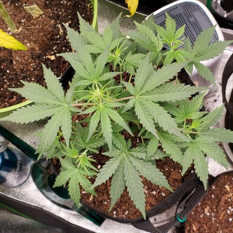 Corkscrew growlog timeline photo