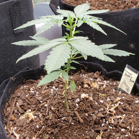 Bonnibel growlog timeline photo