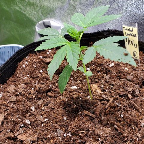 Eve growlog timeline photo