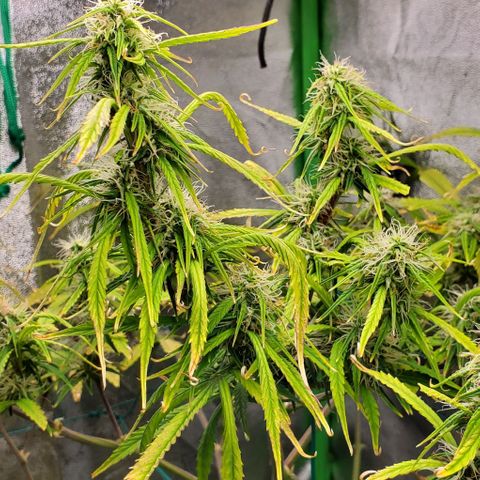 Starla growlog timeline photo