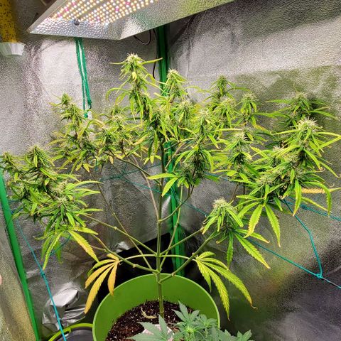Starla growlog timeline photo