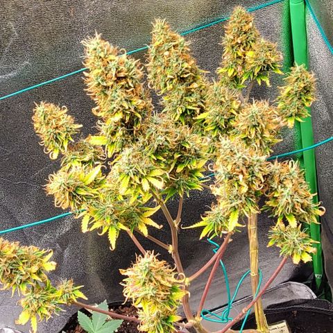 Bubbletwin Candy growlog timeline photo