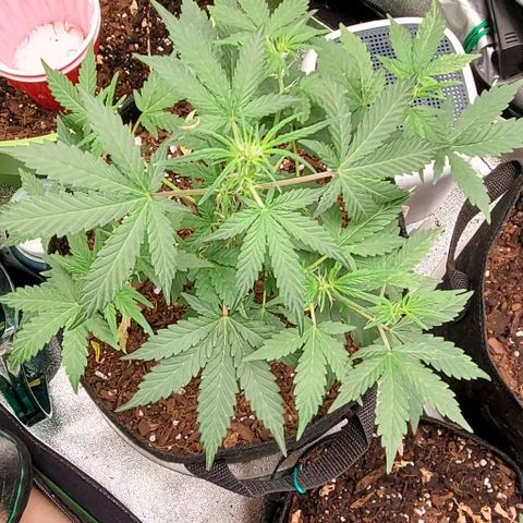Corkscrew growlog timeline photo