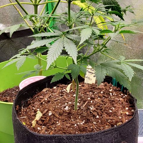 Corkscrew growlog timeline photo