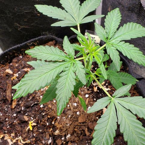 Bonnibel growlog timeline photo