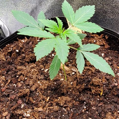 Eve growlog timeline photo