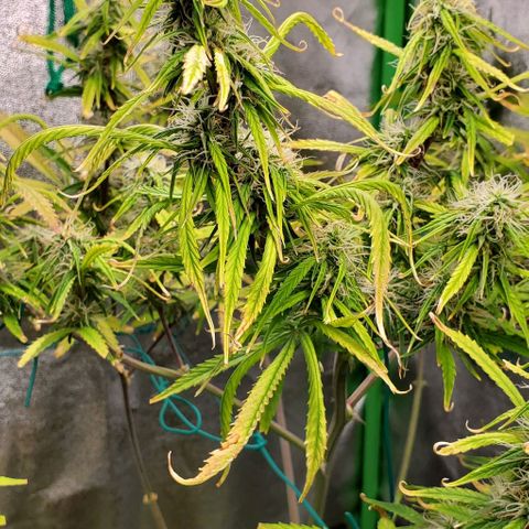 Starla growlog timeline photo