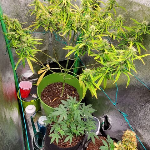 Starla growlog timeline photo