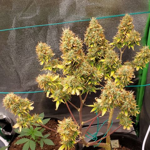 Bubbletwin Candy growlog timeline photo