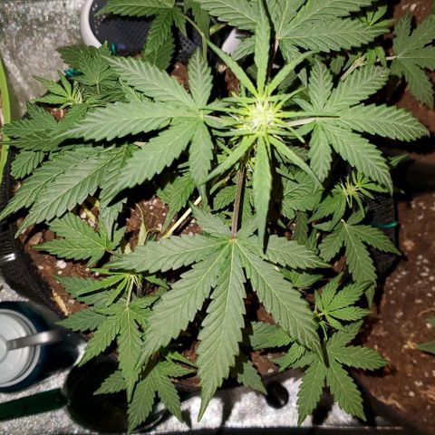 Corkscrew growlog timeline photo