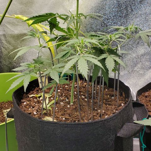 Corkscrew growlog timeline photo