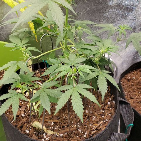 Corkscrew growlog timeline photo