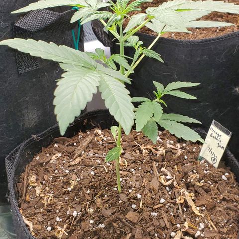Bonnibel growlog timeline photo