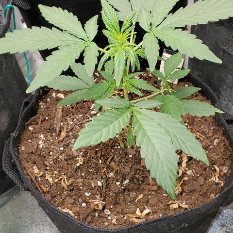 Bonnibel growlog timeline photo