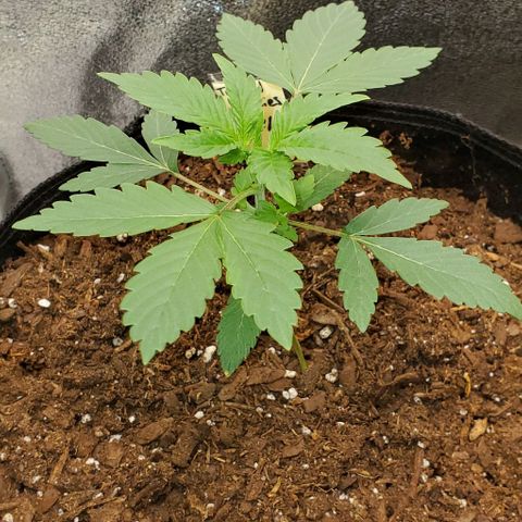 Eve growlog timeline photo