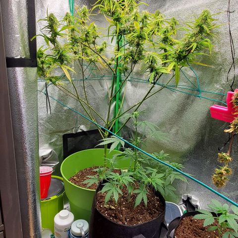 Starla growlog timeline photo