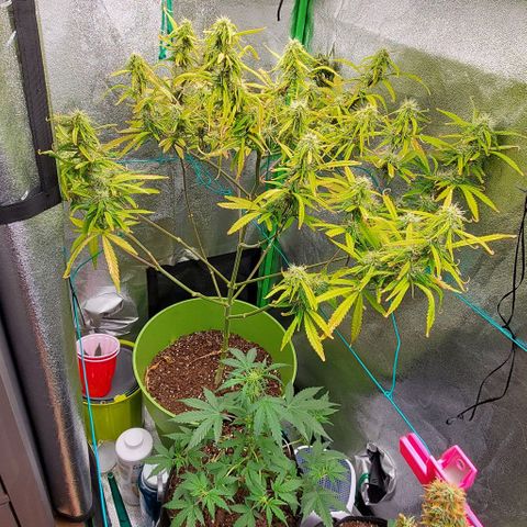 Starla growlog timeline photo