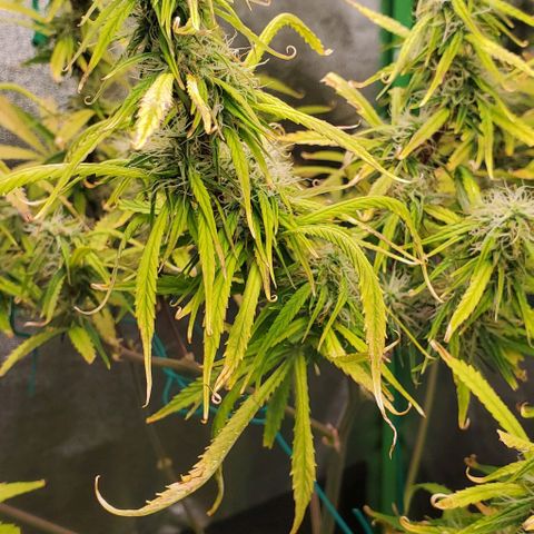 Starla growlog timeline photo