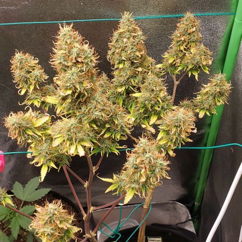 Bubbletwin Candy growlog photo: She's getting thicc