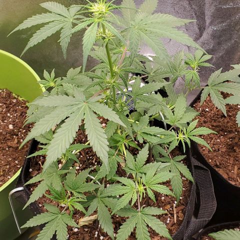Corkscrew growlog timeline photo