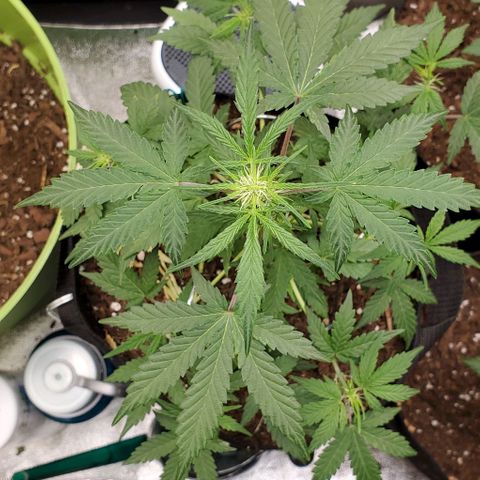 Corkscrew growlog timeline photo
