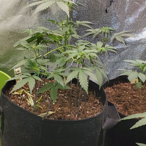 Corkscrew growlog timeline photo