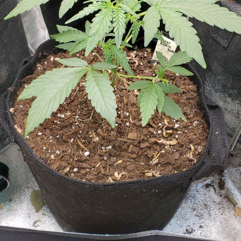 Bonnibel growlog timeline photo