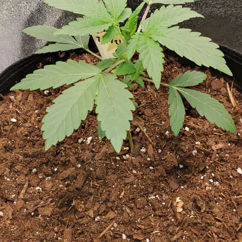 Eve growlog timeline photo
