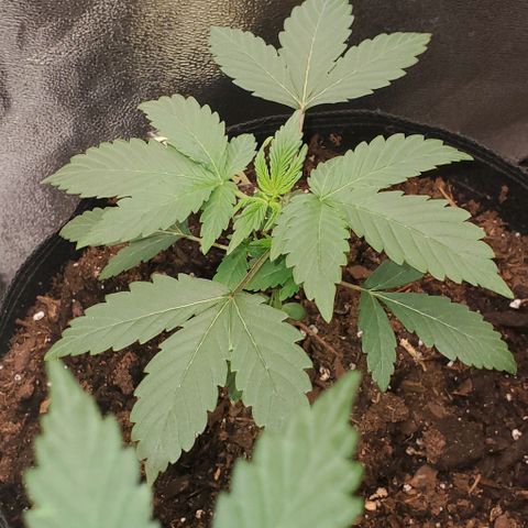 Eve growlog timeline photo