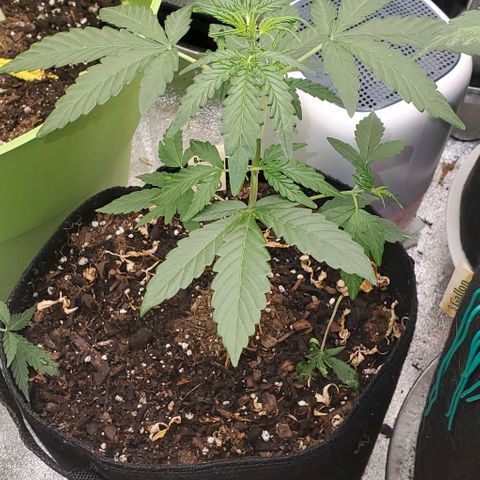 Bonnibel growlog timeline photo