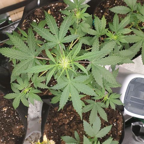 Corkscrew growlog timeline photo