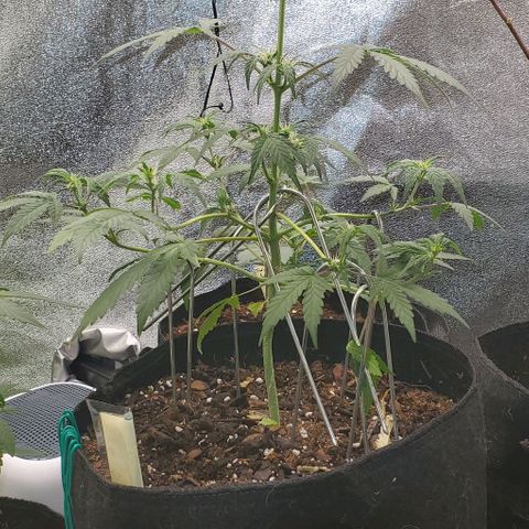 Corkscrew growlog timeline photo