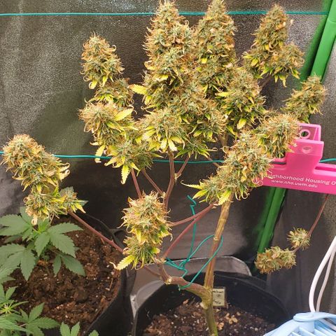 Bubbletwin Candy growlog timeline photo
